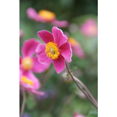 Anemone hup. Splendens - Anemoon