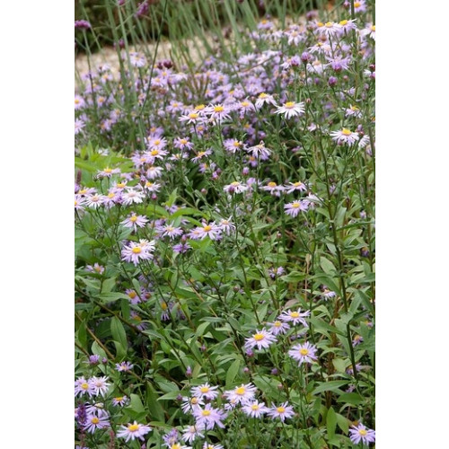 Aster ageratoides 'Asmo'