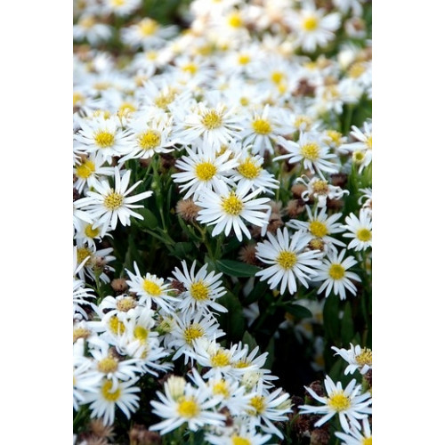 Aster Schneekissen - Herfstaster