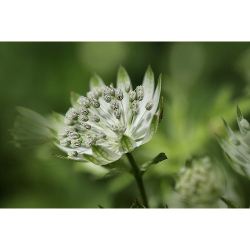 Astrantia maj. Shaggy - Zeeuws knoopje