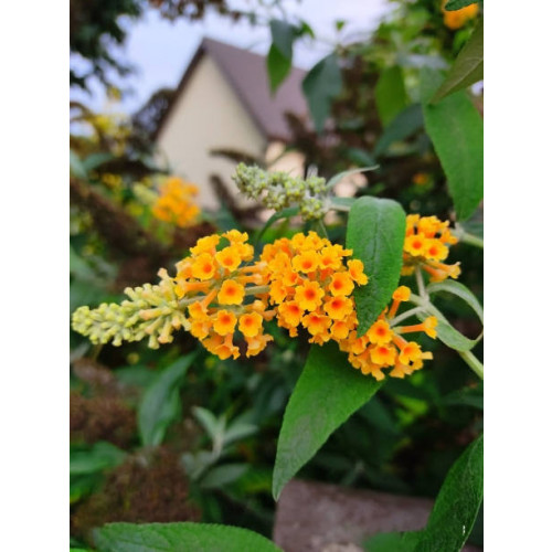 Buddleja d. Sungold - Vlinderstruik