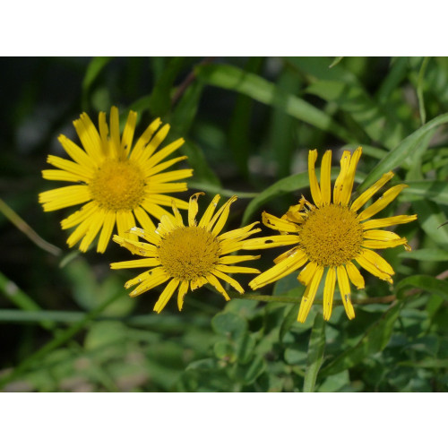 Buphthalmum salicifolium - koeienoog