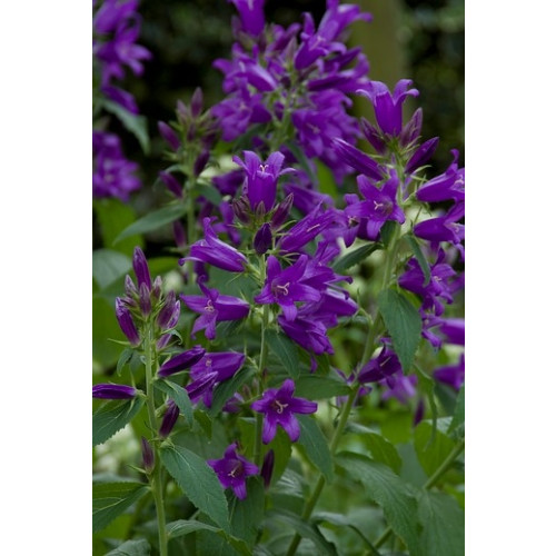 Campanula glomerata Acaulis - Kluwenklokje