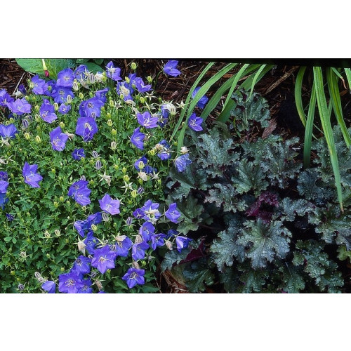 Campanula carp. 'Blaue Clips' - Klokjesbloem - 