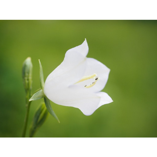 Campanula carp. Alba - Klokjesbloem