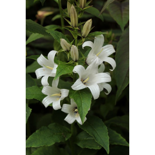 Campanula glomerata Alba - Kluwenklokje