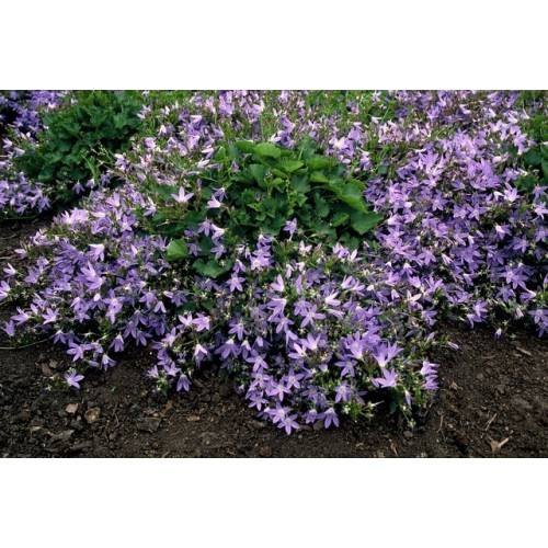 Campanula portenschlagiana - Klokjesbloem