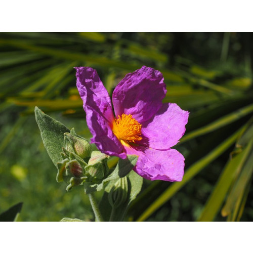 Cistus Silver Pink 