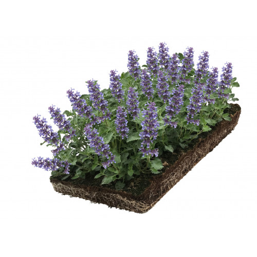 Nepeta - Kattenkruid - Plantmat Covergreen®