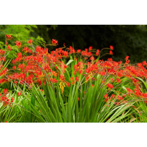 Crocosmia Lucifer - Montbretia