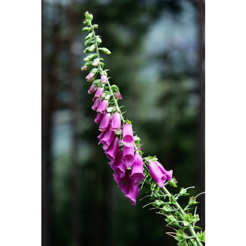 Digitalis purpurea - Vingerhoedskruid