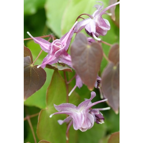 Epimedium gr. Lilafee - Elfenbloem