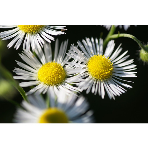 Erigeron karvinskianus - Fijnstraal