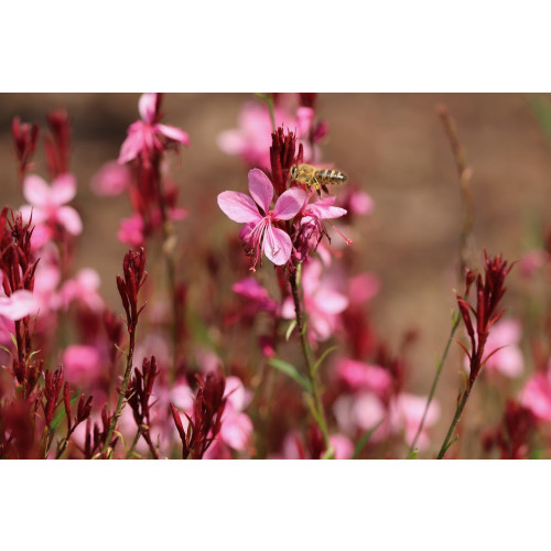 Gaura lind. Siskiyou Pink - Prachtkaars