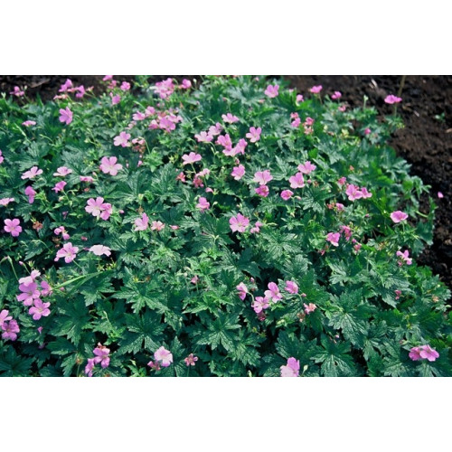 Geranium endressii - Ooievaarsbek - 