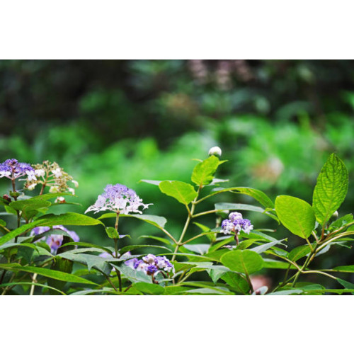 Hydrangea involucrata - Hortensia