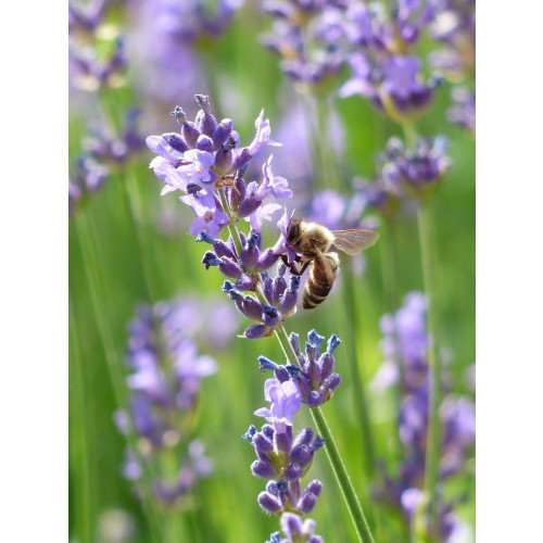 Lavandula angustifolia “Dwarf Blue” - Lavendel