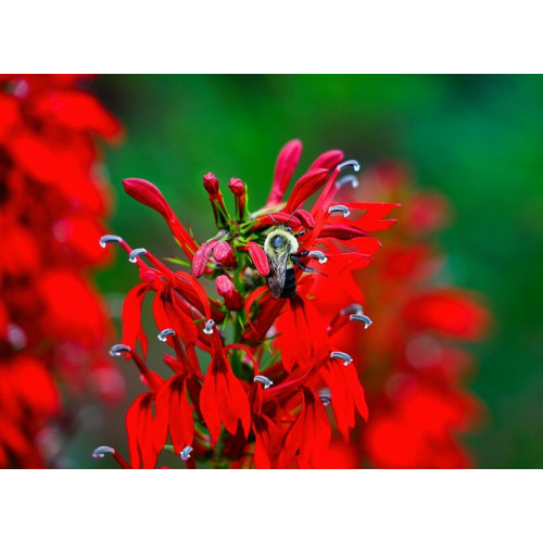 Lobelia Queen Victoria - Lobelia