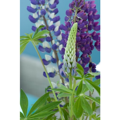 Lupinus 'Minarette' - Lupine