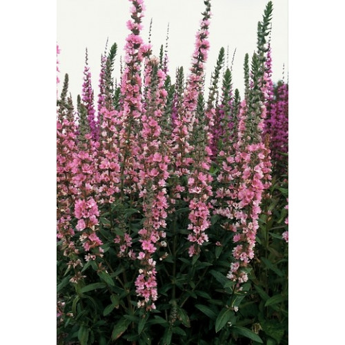 Lythrum salicaria Rosy Gem - Kattestaart