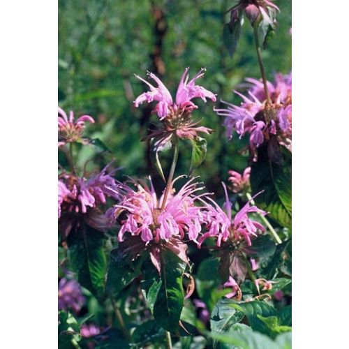 Monarda Croftway Pink - Bergamot -