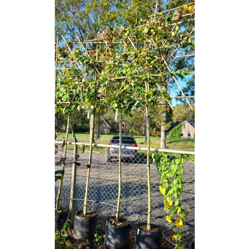 Parrotia persica - Leiboom