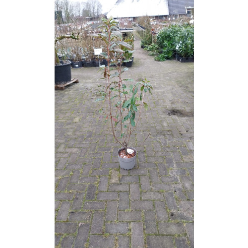 Photinia Crunchy - Partij Glansmispel