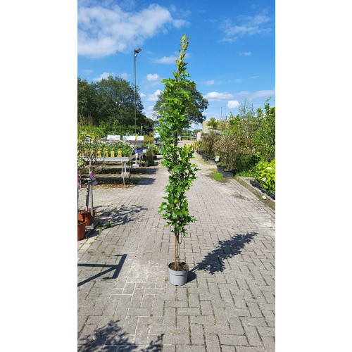 Quercus pal. Green Pillar - Zuil Moeraseik