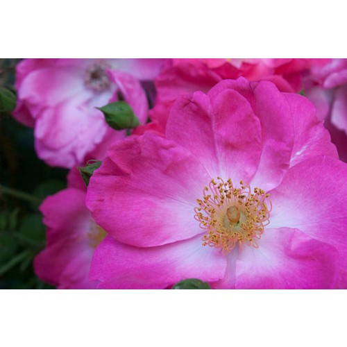 Rosa Pink Decumba - Bodembedekkende roos