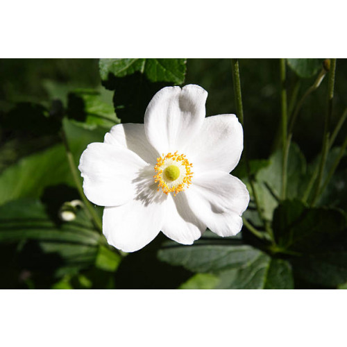 Rosa White Decumba - Bodembedekkende roos