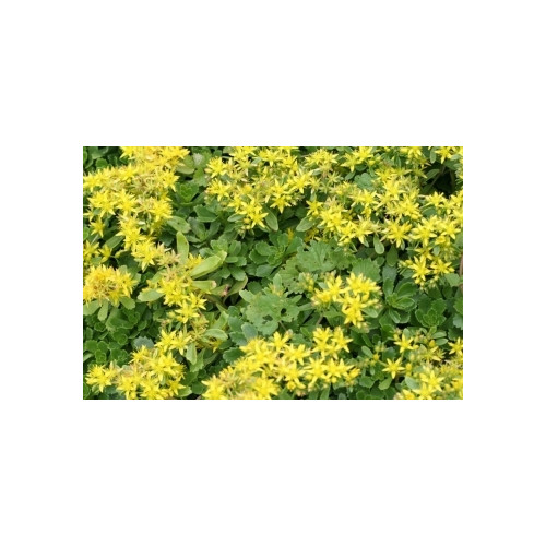 Sedum acre Yellow Queen - Vetkruid