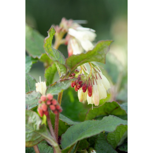 Symphytum grandiflorum - Smeerwortel