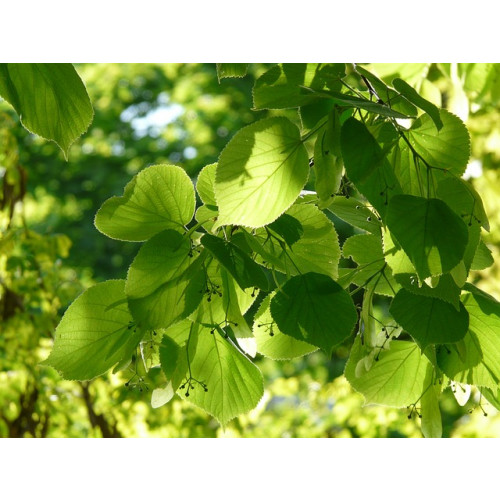 Tilia tomentosa - Zilverlinde