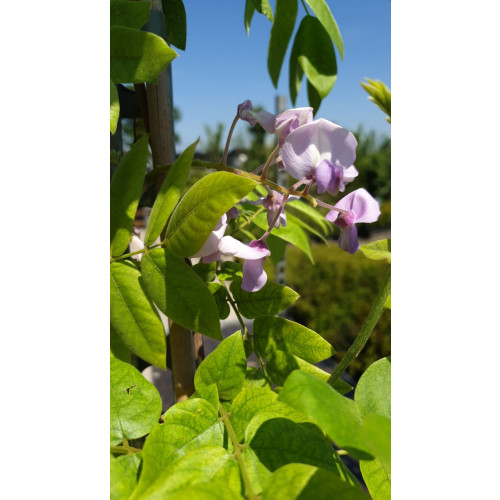 Wisteria - Blauwe regen