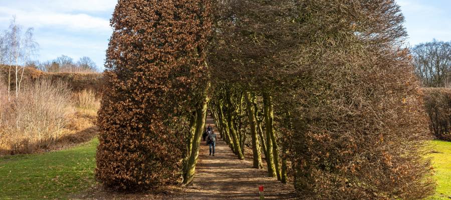 Beukenhaag in de winter, met bruine bladeren die aan de takken blijven hangen