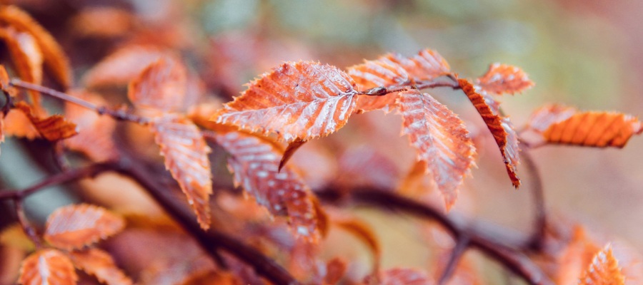 Close-up van beukenhaag bladeren in de herfst, verkleurd in bruin en rood