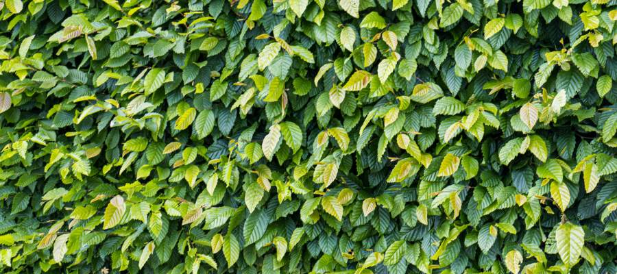 Close up van een haagbeuk met frisgroene bladeren in de zomer, dichtbegroeide haag