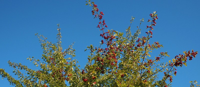 Een meidoornboom met rode bessen tegen een heldere blauwe lucht