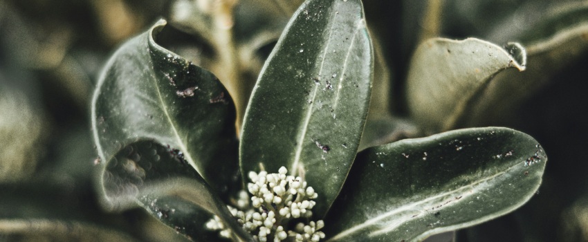 Close up van een groenblijvende plant