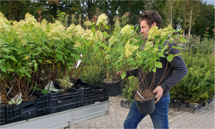 Th Kip Soldaat Online tuinplanten kopen | Planten webshop - Kwekerij Klein