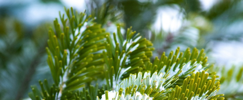 Een gedeelte van een groenblijvende plant bedekt met sneeuw